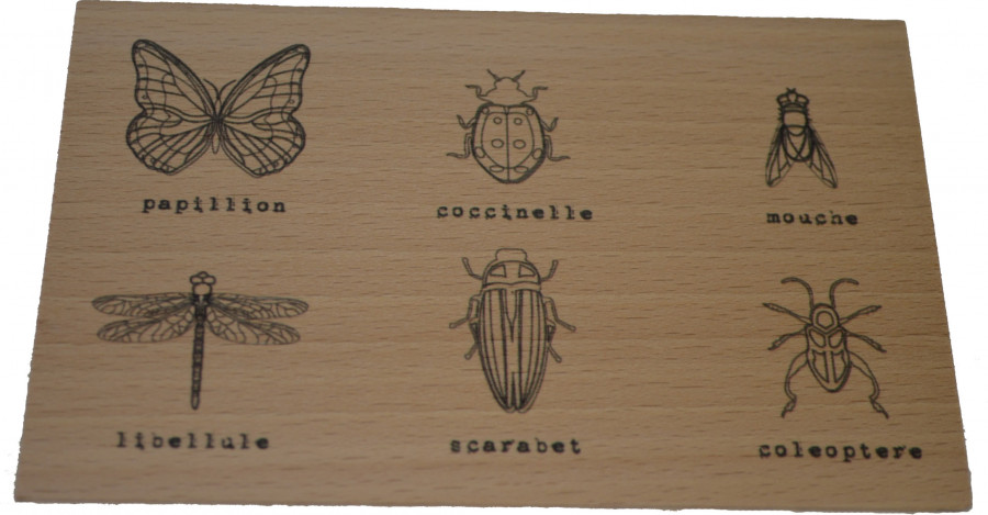 carte postale...black nature les insectes
